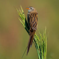 Wedge-tailed Grass-Finch